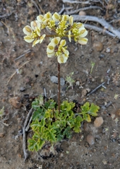Lomatium