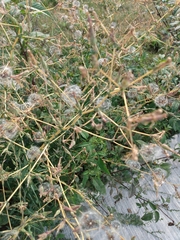 Lactuca serriola