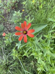 Zinnia peruviana
