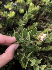 Arctostaphylos imbricata