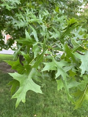 Quercus palustris