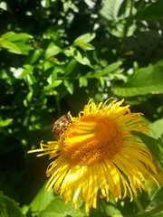 Eristalis tenax
