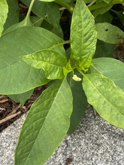 Phytolacca americana