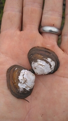 Corbicula fluminea