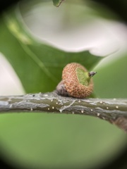 Quercus palustris