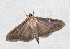 Cydalima perspectalis