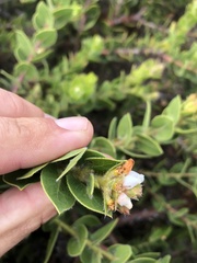 Arctostaphylos imbricata