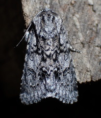 Acronicta auricoma