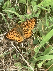 Boloria selene