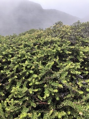 Arctostaphylos imbricata