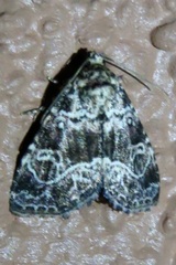 Eustrotiinae