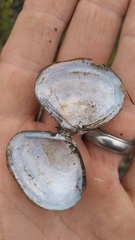 Corbicula fluminea