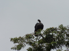 Anhima cornuta