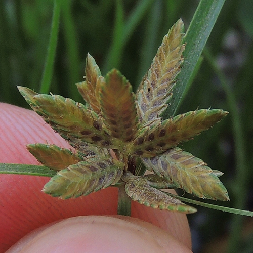 Cyperus flavescens