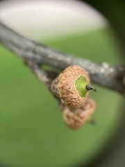Quercus palustris