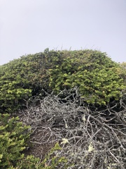 Arctostaphylos imbricata
