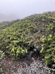Arctostaphylos imbricata
