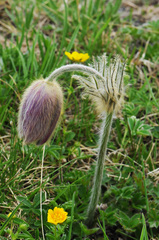 Pulsatilla vernalis