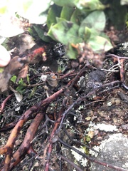 Arctostaphylos imbricata