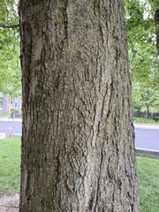 Quercus palustris