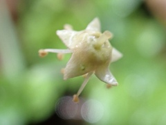 Plantae