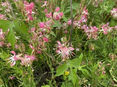 Oenothera suffrutescens