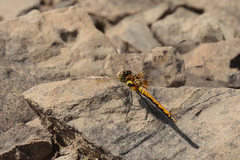 Sympetrum danae