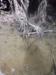 Nerodia rhombifer