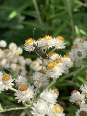 Lepturini