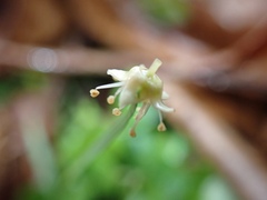 Plantae