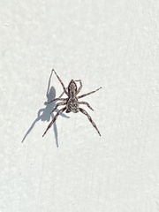 Platycryptus undatus