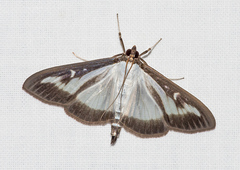 Cydalima perspectalis