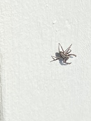 Platycryptus undatus