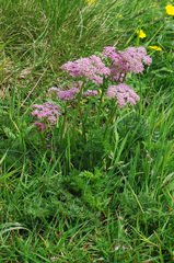 Mutellina purpurea
