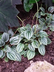 Peperomia caperata