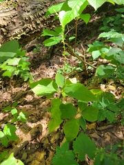 Persicaria virginiana