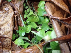 Plantae