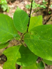 Persicaria virginiana