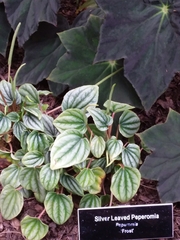 Peperomia caperata