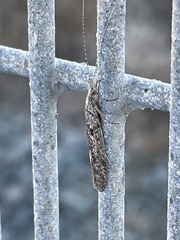 Triplectidinae