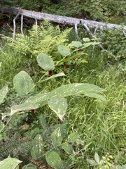 Streptopus amplexifolius