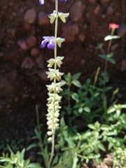 Salvia subincisa