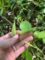 Neolasioptera boehmeriae
