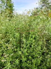 Galium mollugo