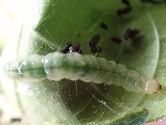 Haritalodes
