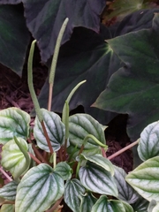 Peperomia caperata
