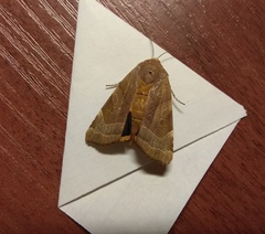 Noctua fimbriata
