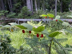 Streptopus amplexifolius