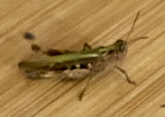 Chorthippus brunneus