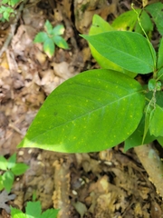 Persicaria virginiana